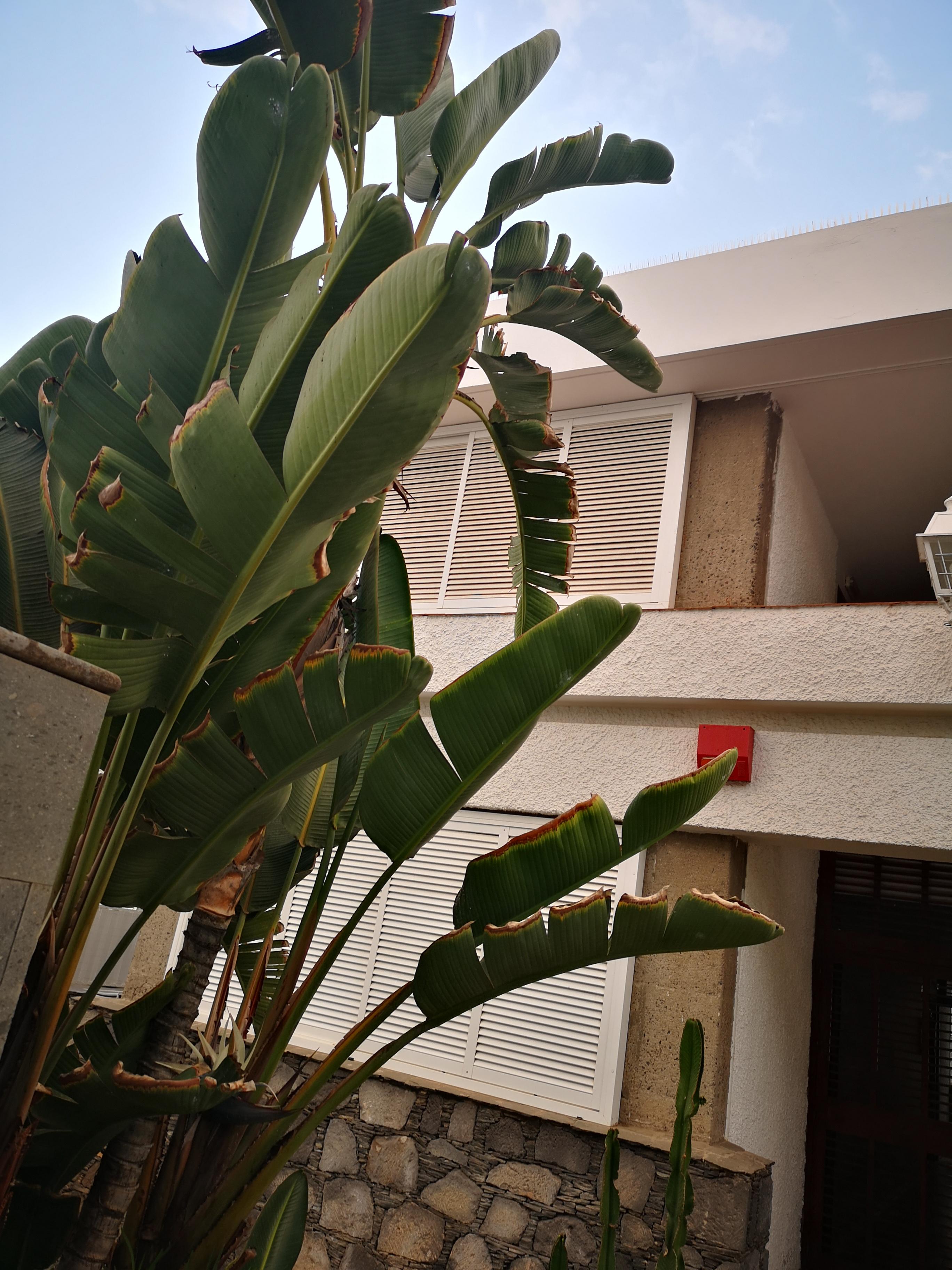 Apartamentos Tamara Maspalomas  Eksteriør bilde