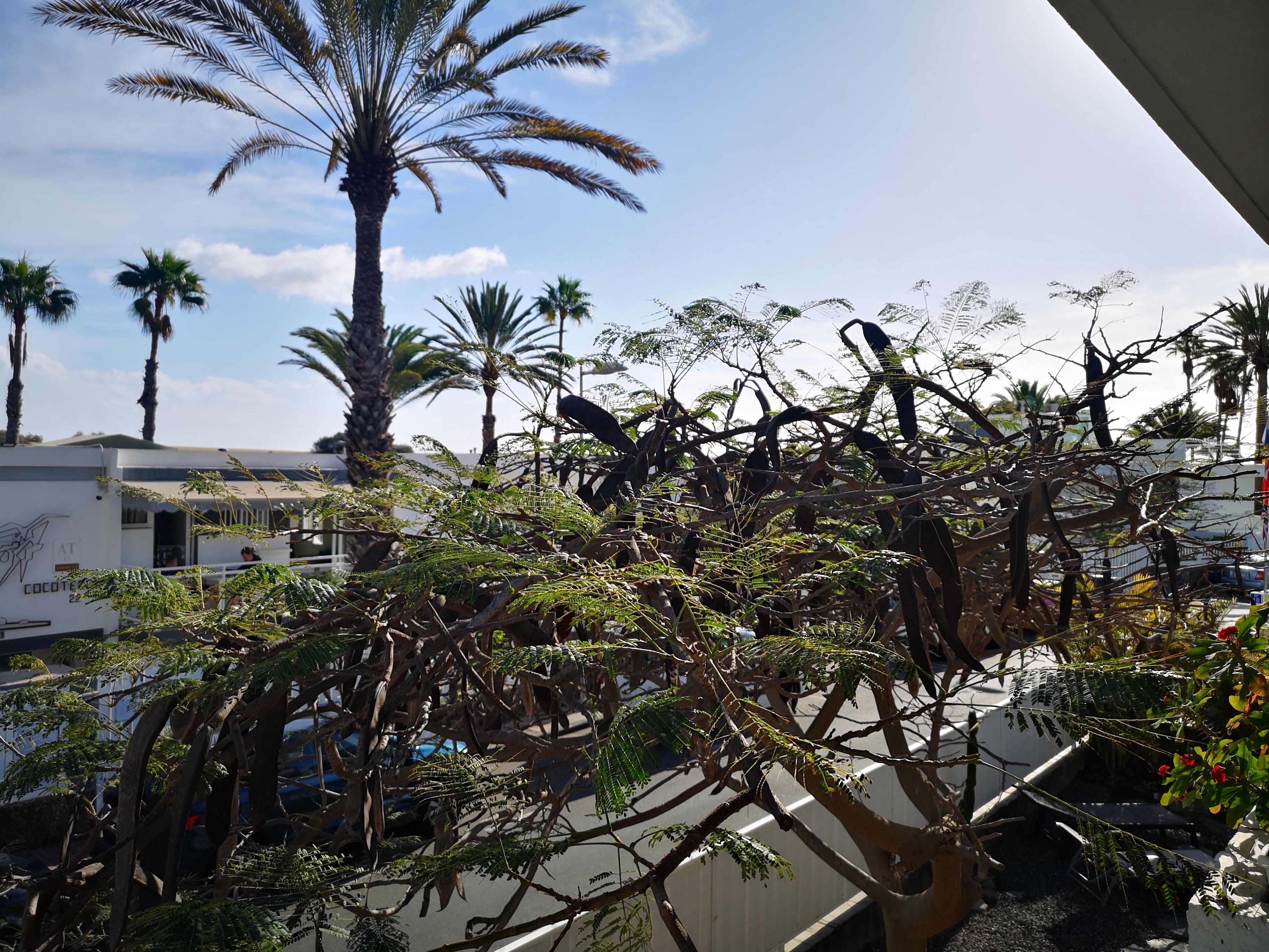 Apartamentos Tamara Maspalomas  Eksteriør bilde